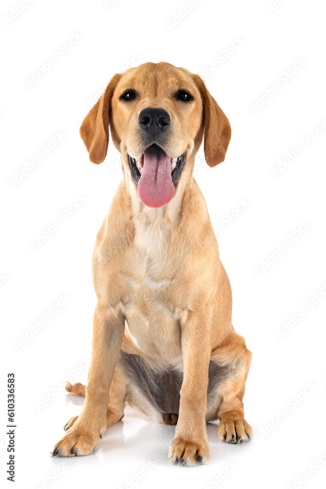 puppy labrado retriever