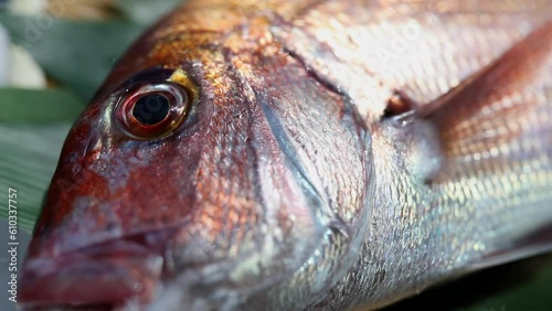 Red snapper, sea bream