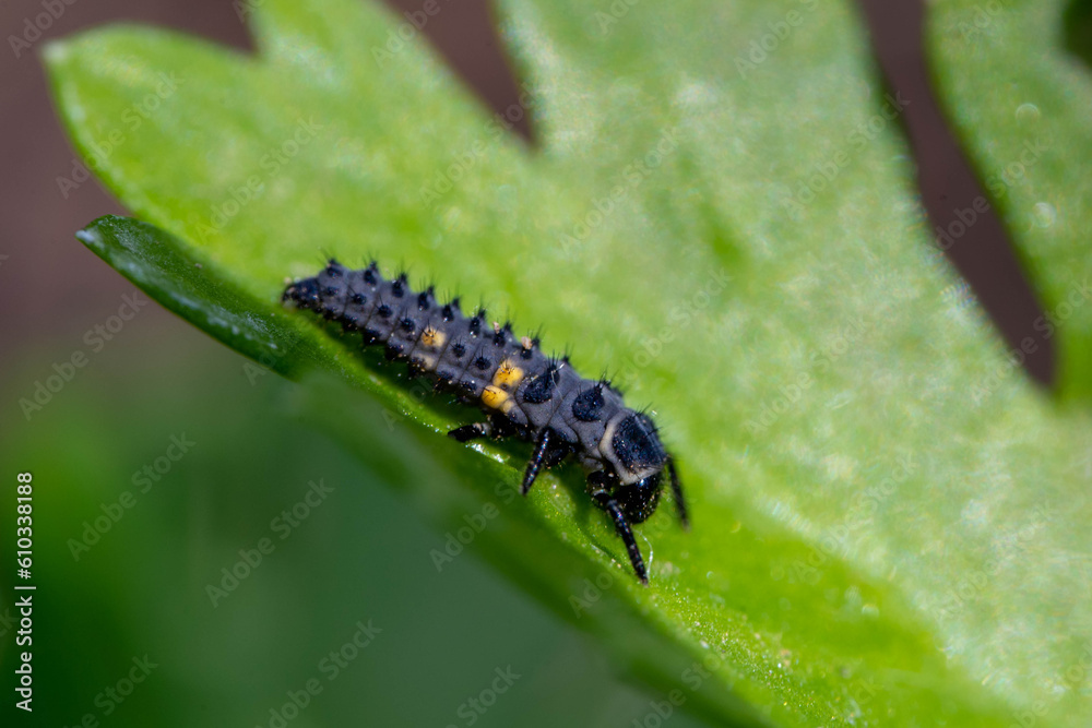 Ladybug Larvae will turn into the pretty adult ladybugs . Lady beetles