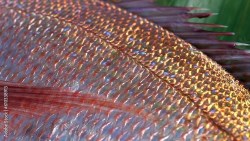 Red snapper, sea bream