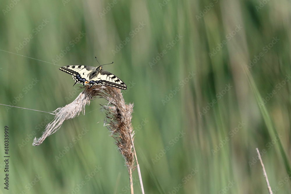 papillon papillon