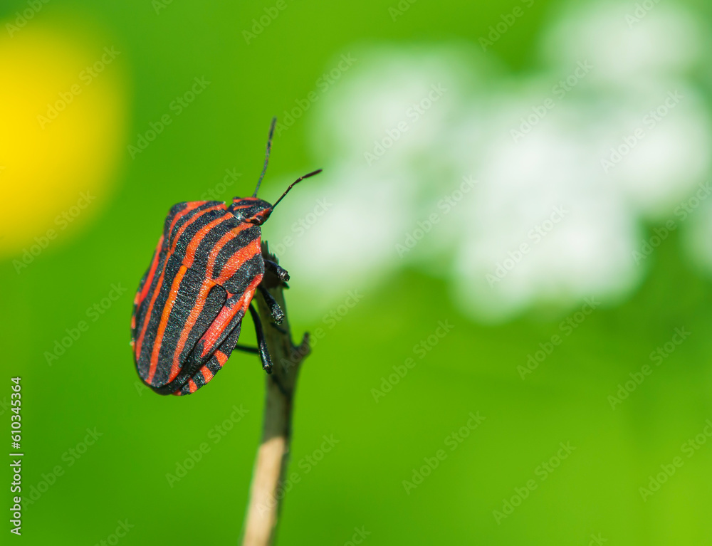 Graphosoma lineatum, Red and Black Striped Beetle.