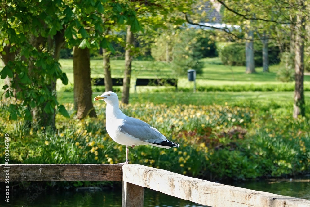 Obraz premium Grömitz - Möwe im Kurpark