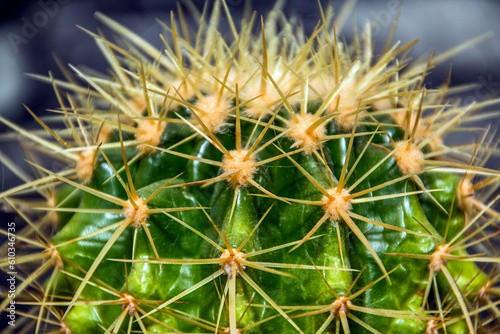 Green cactus with needles close up  
