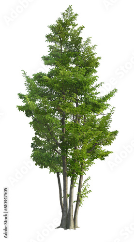 Isolated single tree with clipping path and alpha channel on a transparent picture background. Suitable for all types of art work and print in Photoshop. Tropical   Deciduous Vegetation.