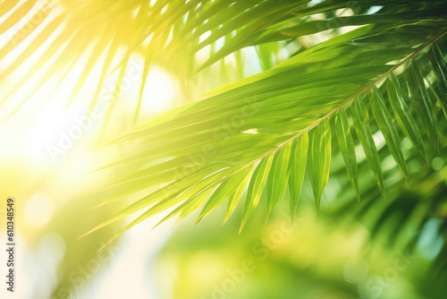Palm leaves in the sunlight. © imlane