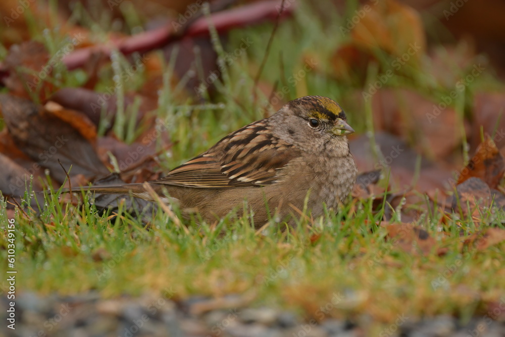 Golden-crowned Sparrow at eye level Golden-crowned Sparrow at eye level