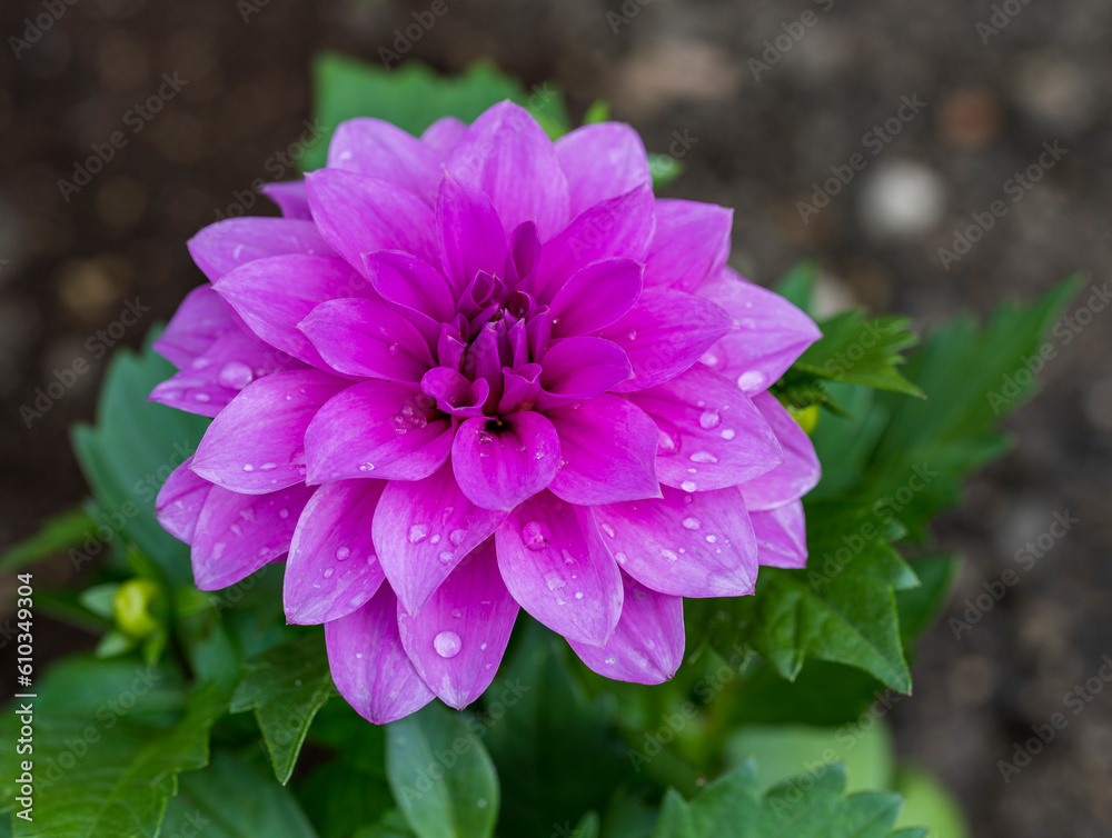 Obraz premium Detail of purple flower of Dahlia pinnata plant with drops of water