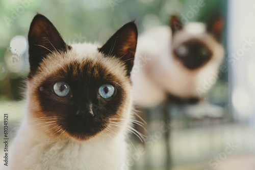 Portrait of a Siamese cat with blue eyes against another cat in a blurry focus. The Thai cat looks out the window.