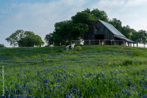 Old Texas barn during sunrise with bluebonnet wildflowers during spring time.  