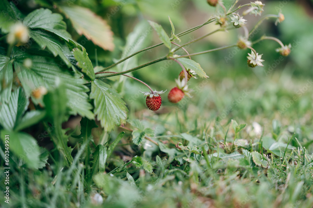 wild strawberries in the garden wild strawberries in the garden