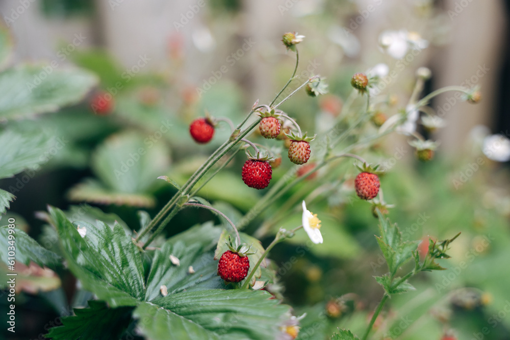 wild strawberries in the garden wild strawberries in the garden