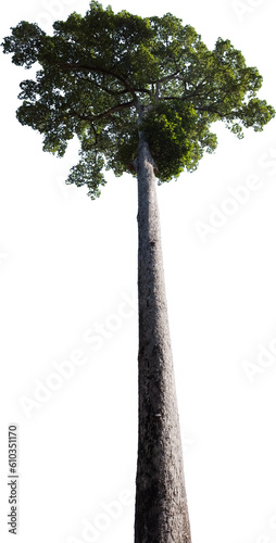 Ideal tree with a tall, thin trunk devoid of branches and a dense top, isolated.