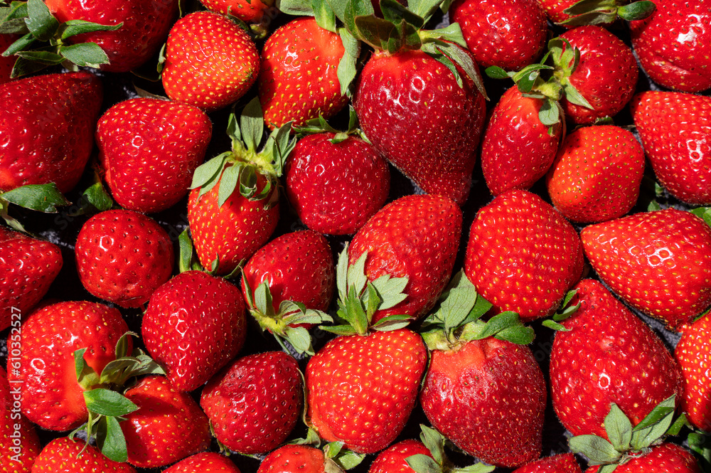 Red strawberries. Fresh organic macro berries. Fruit background Red strawberries. Fresh organic macro berries. Fruit background
