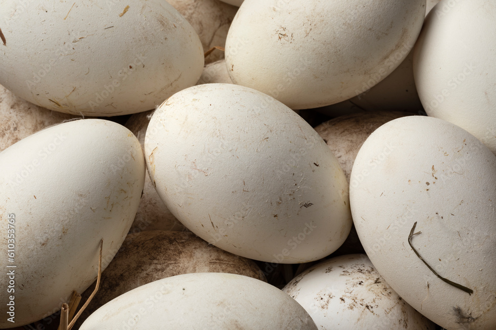 Fresh picked goose eggs full frame close up as background Fresh picked goose eggs full frame close up as background