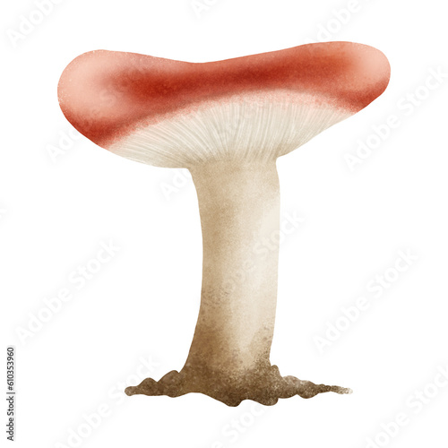 russula mushroom hand drawn illustration