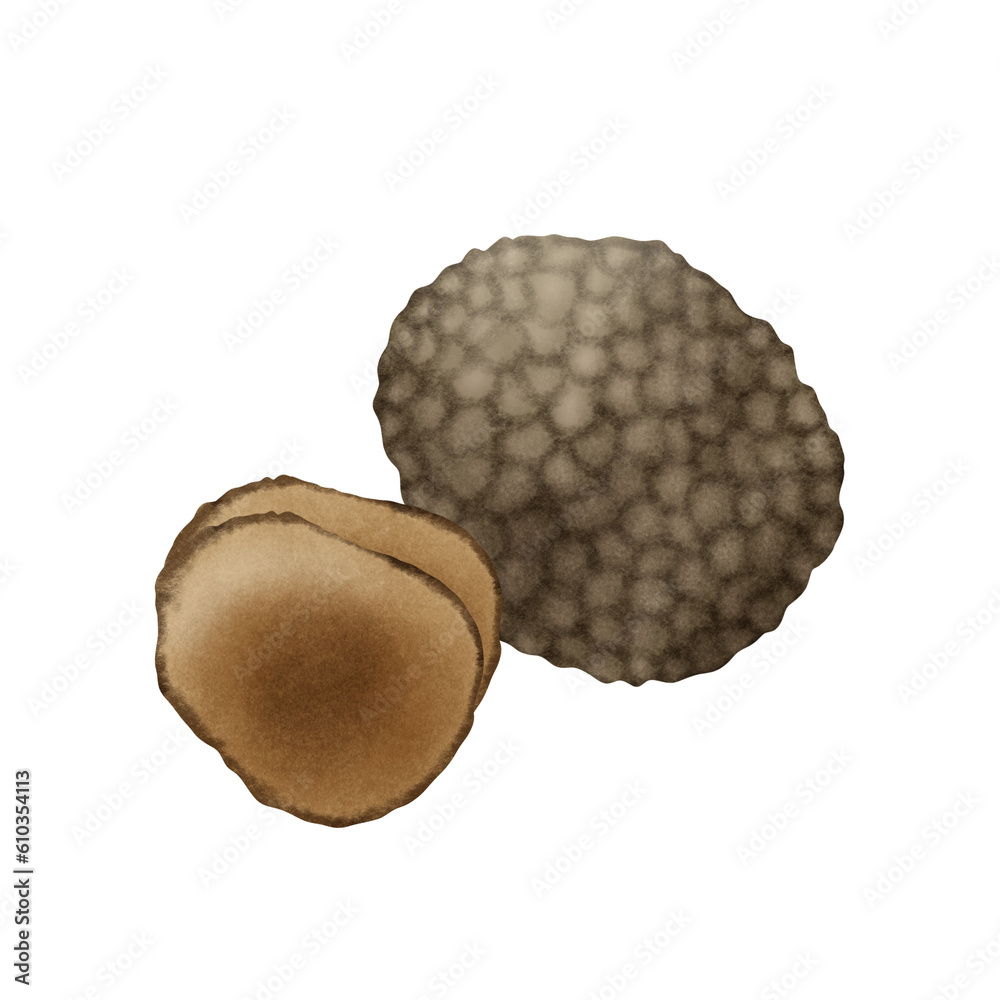 truffle mushroom hand drawn illustration truffle mushroom hand drawn illustration