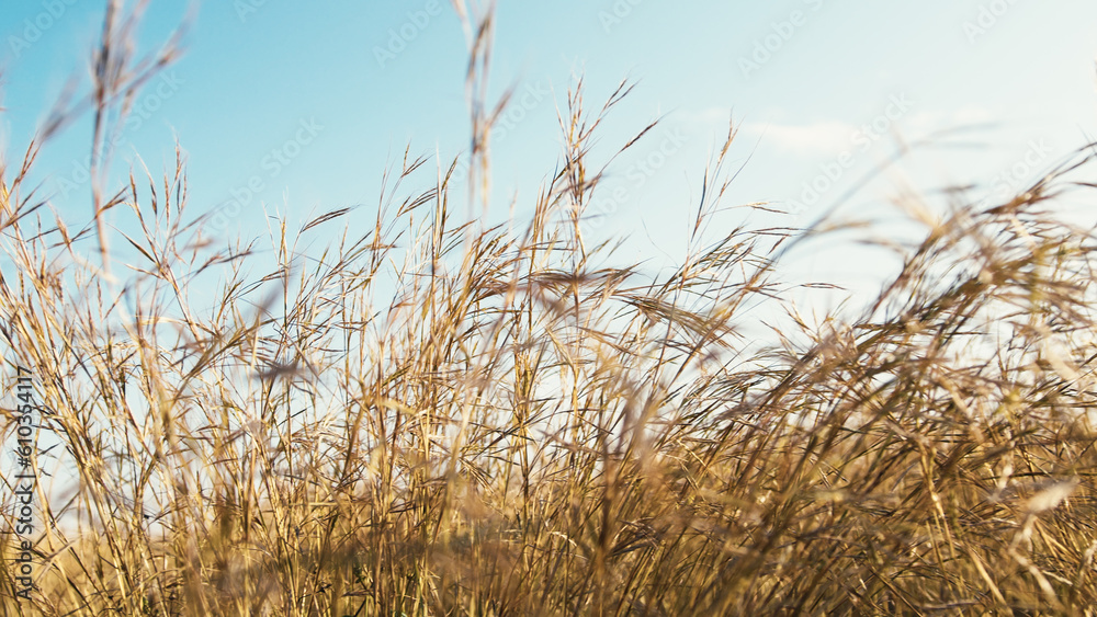 Obraz premium Hay plants blown by the wind under a blue sky