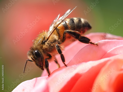 A bee collects pollen from a rose. Macro, closeup