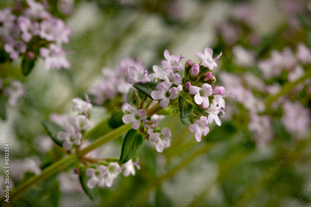 Pink flowering fresh thyme plant close up in the garden Pink flowering fresh thyme plant close up in the garden