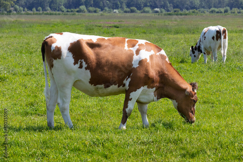 Dutch brown spotted cow grazing in a green grass field    © Picture Partners