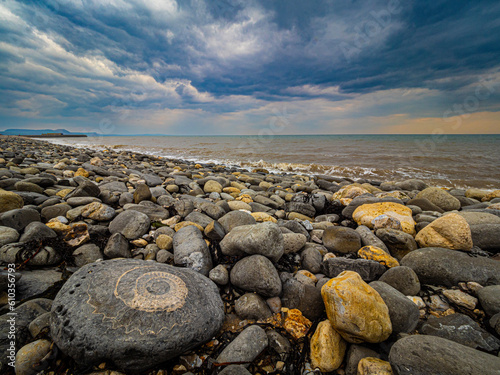 Fossil on Monmouth beach, Lyme Regis