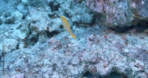 Big longnose butterflyfish. photo