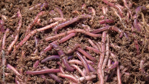 Wallpaper Mural Group of earthworms crawling on the dirt Torontodigital.ca