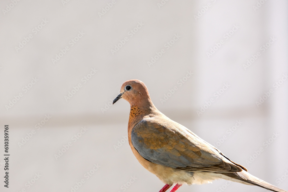 Close up turtledove head with feather and beack on blurred background. Editable cutout dove photography. Selective focus. Open space area. Close up turtledove head with feather and beack on blurred background. Editable cutout dove photography. Selective focus. Open space area.