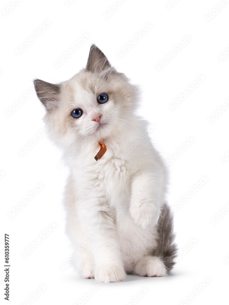 Sweet blue bicolor Ragdoll cat kitten, sitting up facing front with one paw up. Looking towards camera with blue eyes. Isolated on a white background.