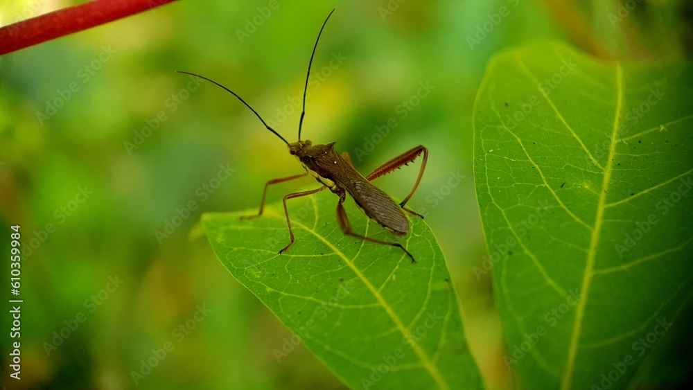 Walang sangit is a locust that disturbs rice plants by absorbing juice from rice so that the rice becomes empty. has a pungent odor that is why it is called walang sangit (Leptcorisa oratorius). Walang sangit is a locust that disturbs rice plants by absorbing juice from rice so that the rice becomes empty. has a pungent odor that is why it is called walang sangit (Leptcorisa oratorius).