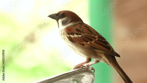 Close-up sparrow standing on a tree