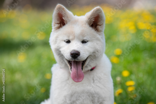 portrait of a white akita inu puppy