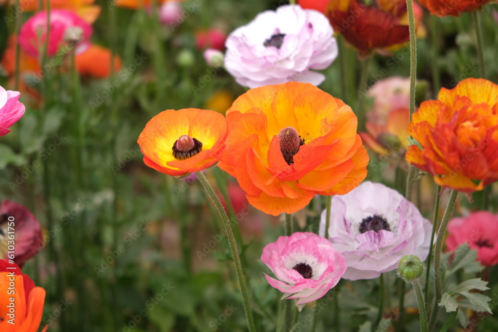 Obraz premium Carnation flower in the garden.