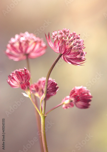 Różowe kwiaty Jarzmianki na jasnym tle