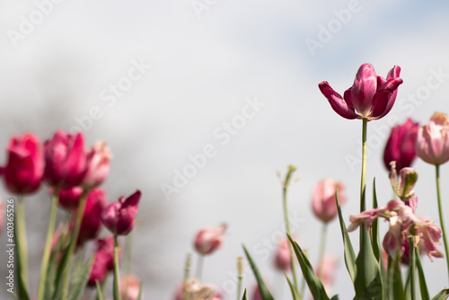 Fototapeta Naklejka Na Ścianę i Meble -  Pink Tulips in a Sunlit Field in Spring, Blurred Cloudy Blue Sky Background