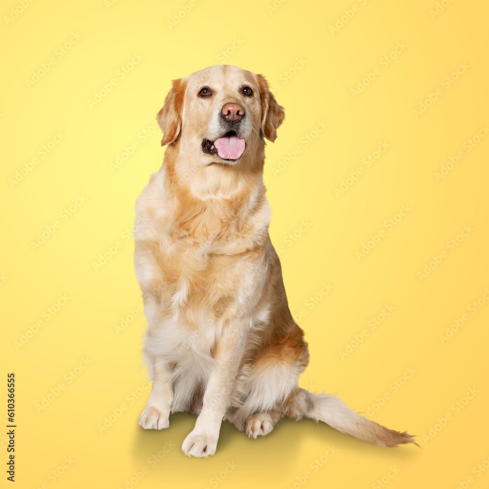 Happy sitting smart dog posing Happy sitting smart dog posing