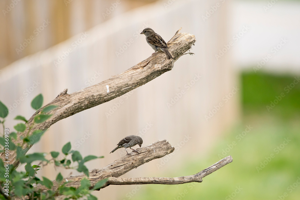 Female house sparrows perching on separate branches of a lilac tree in an Iowa backyard on a spring evening. Female house sparrows perching on separate branches of a lilac tree in an Iowa backyard on a spring evening.