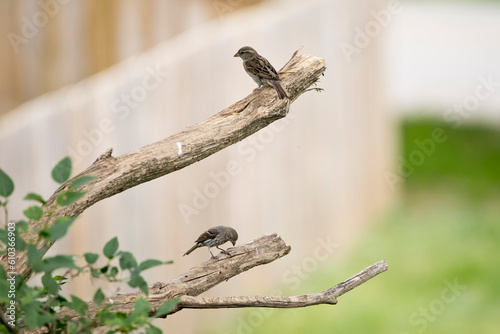 Female house sparrows perching on separate branches of a lilac tree in an Iowa backyard on a spring evening. 