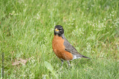 American robin in the grass, looking at the camera on a spring evening in Iowa