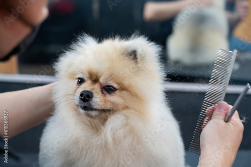 A woman makes a pomeranian haircut with scissors. Spitz dog in a grooming salon.