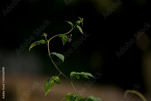 Fotografia Purple nightshade vine curving upwards isolated on a dark background on a spring evening in Iowa