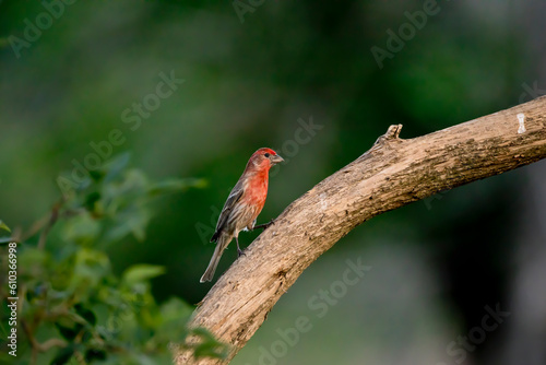 Side view of a male house finch perching on a branch on a spring evening in Iowa. 