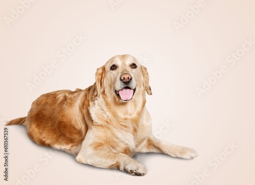 Happy sitting smart dog posing © BillionPhotos.com