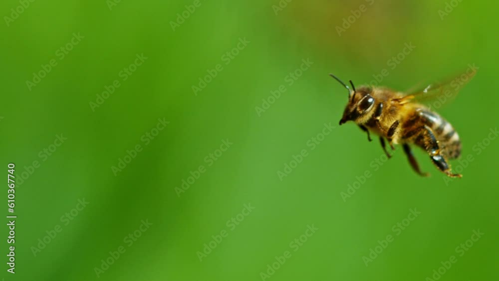 Super slow motion of bees flying, macro shot. Filmed on high speed cinema camera, 2000fps.