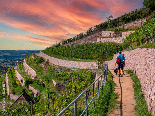 Hiking in the Saxon vineyards near Radebeul photo