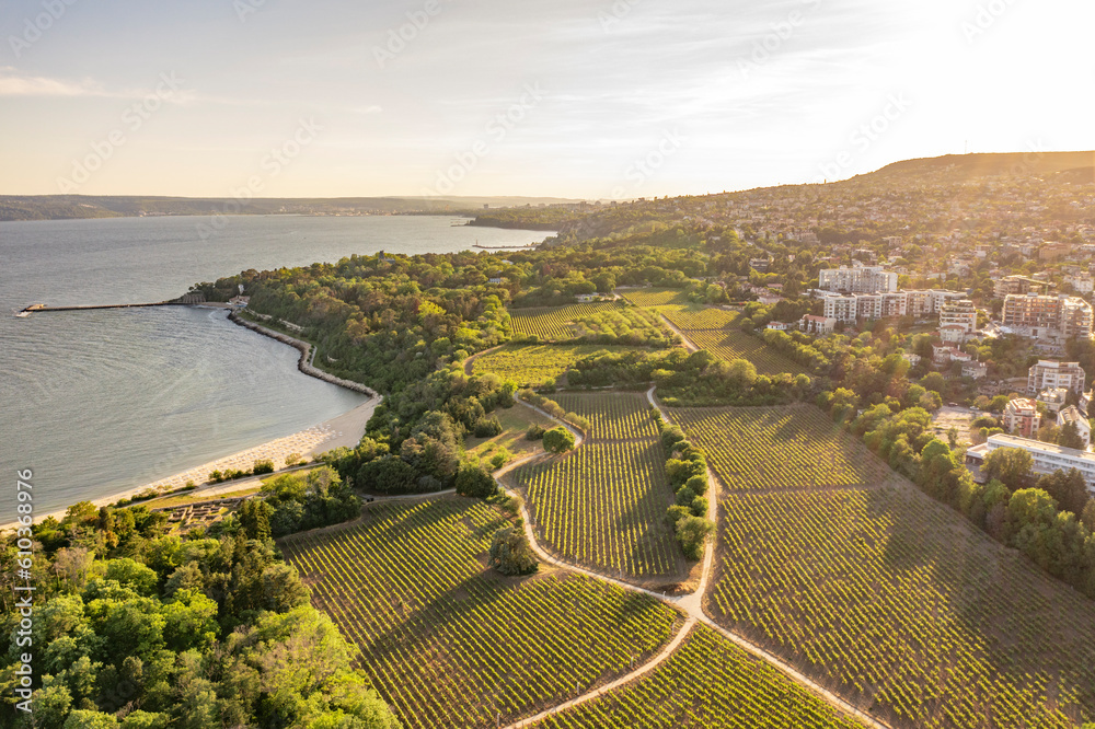 vineyards on the coast at sunset. Aerial view agriculture, wine growing. Vineyard near the sea. Euxinograd palace vineyards