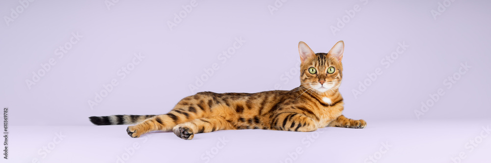 Bengal shorthair red cat lies on a purple background.