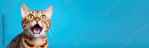 Funny Bengal Shorthair cat portrait looking shocked or surprised