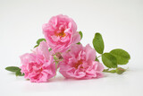 Rosa damascena. Damask rose. Oil-bearing rose. Bulgarian rose oil. Organic. Rose water.